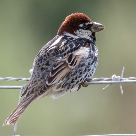 Spanish Sparrow BTO British Trust for Ornithology